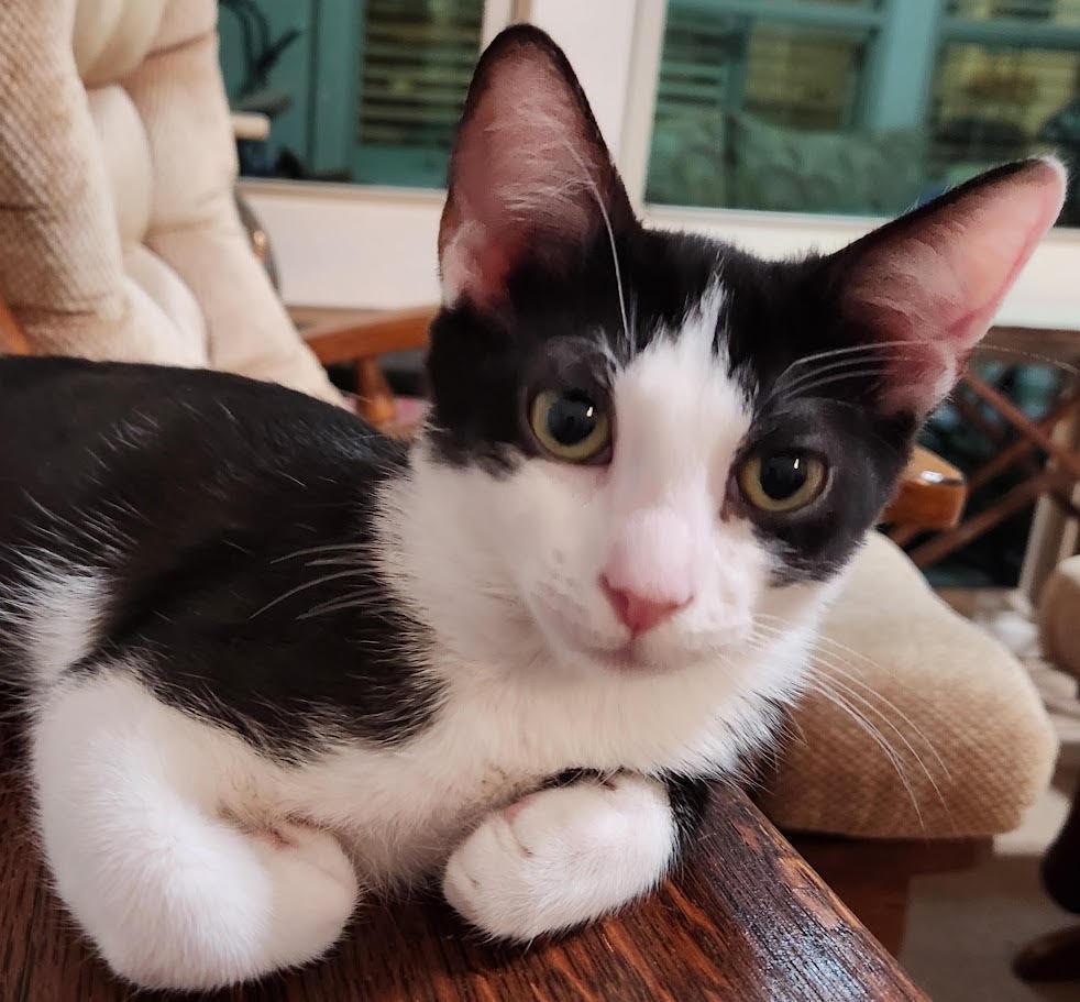 Tux (Chestnut), a Adoptable mixed breed in New Braunfels, TX image 1/2