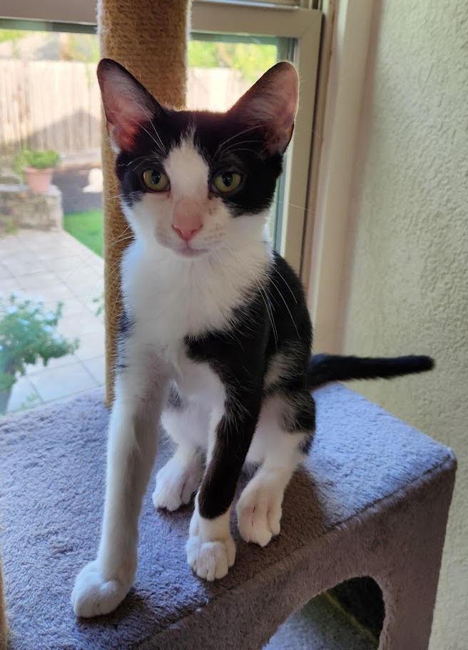 Tux (Chestnut), a Adoptable mixed breed in New Braunfels, TX image 2/2