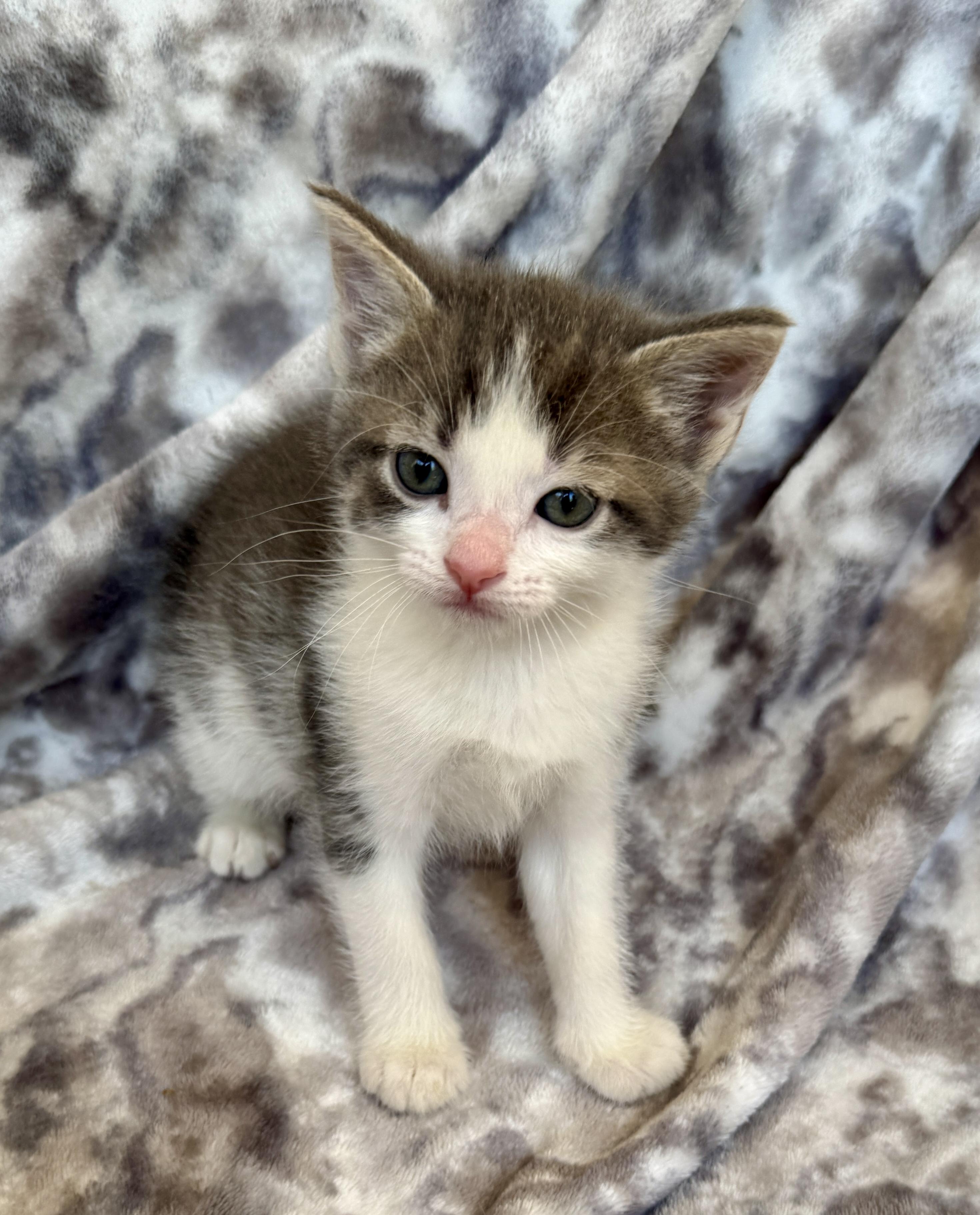 Enlarge Hugo, a ADOPTABLE Domestic Short Hair in Port Washington, WI image 3/3