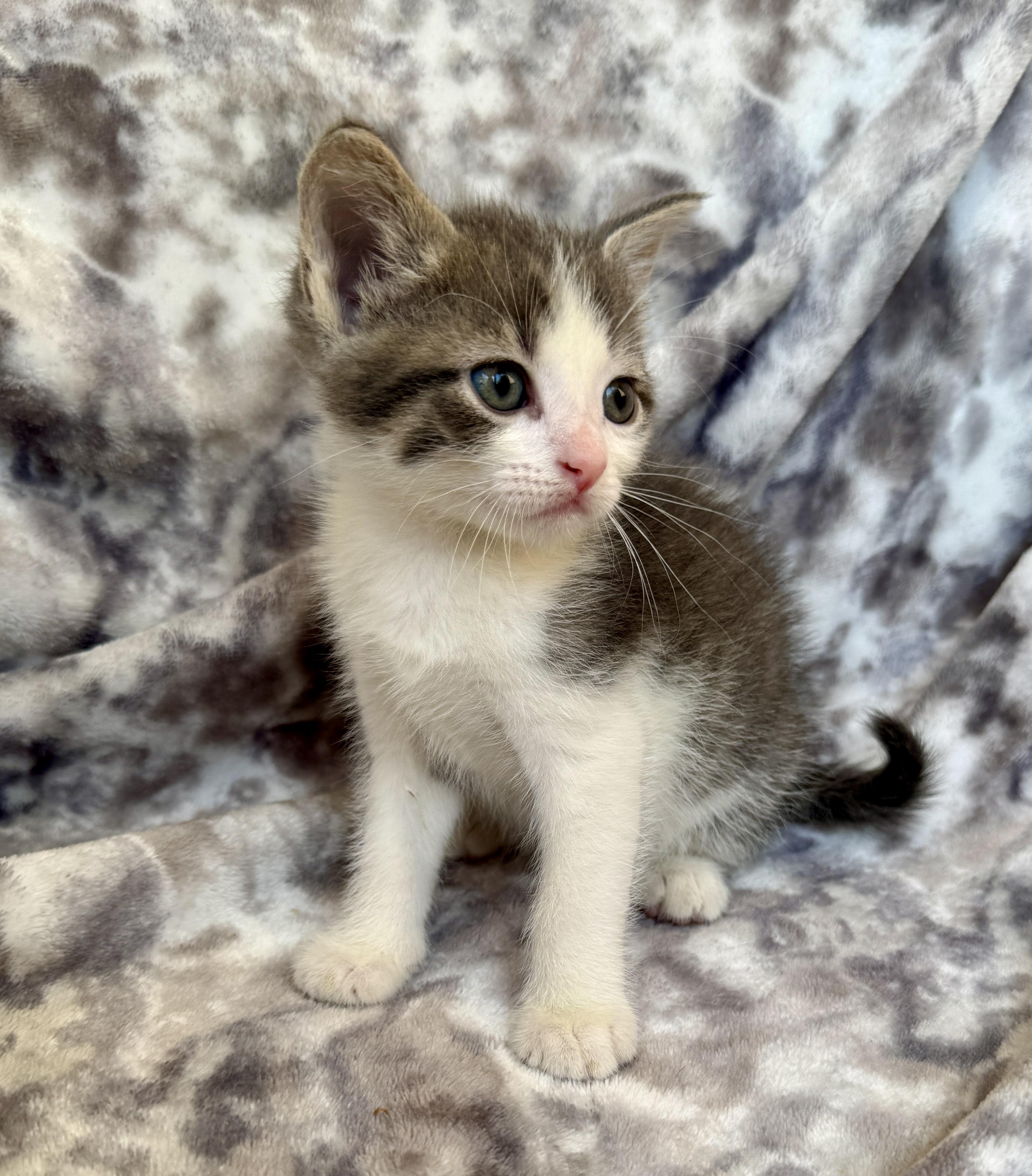 Enlarge Hugo, a ADOPTABLE Domestic Short Hair in Port Washington, WI image 2/3