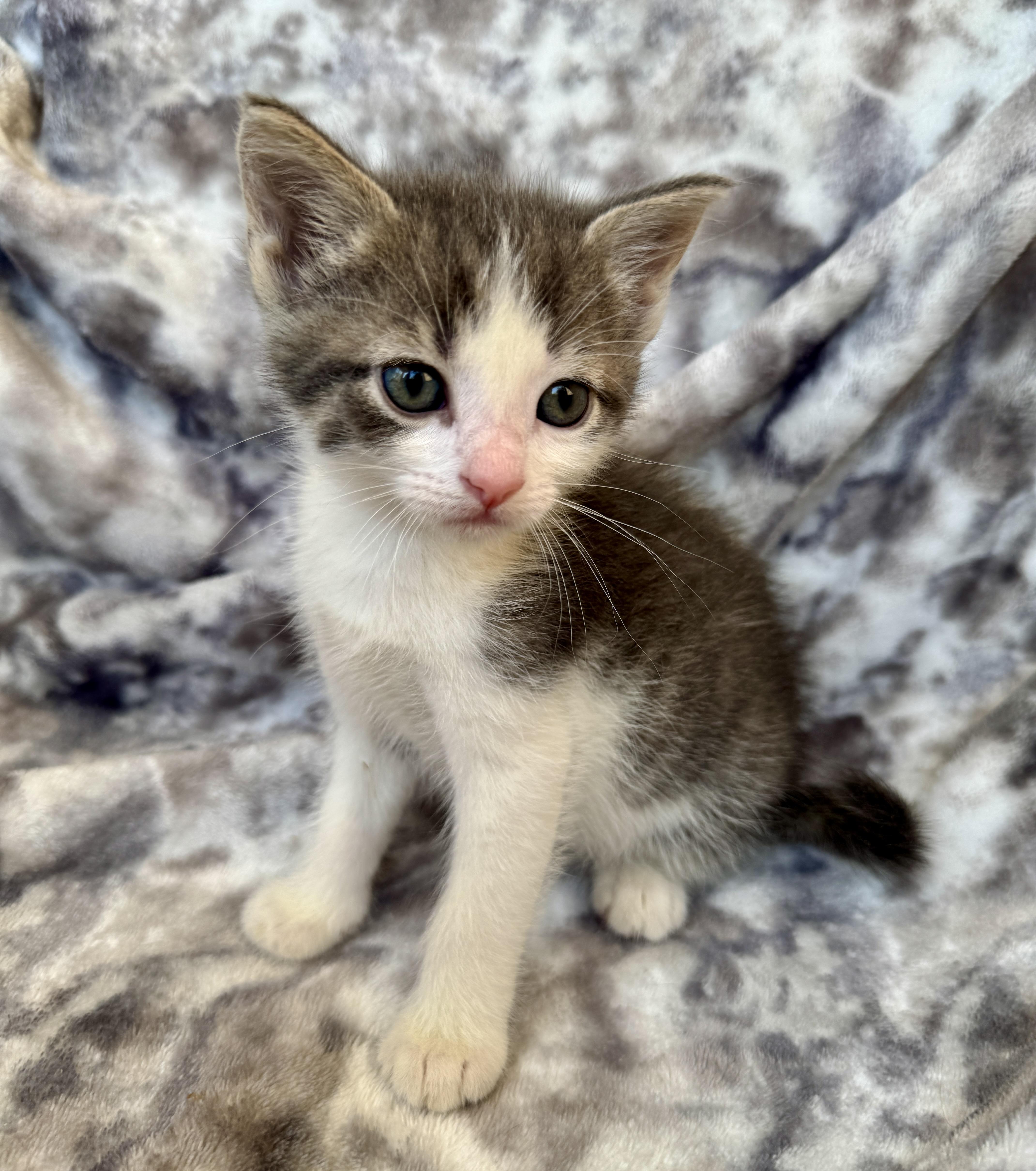 Hugo, ADOPTABLE, Kitten Male Domestic Short Hair.