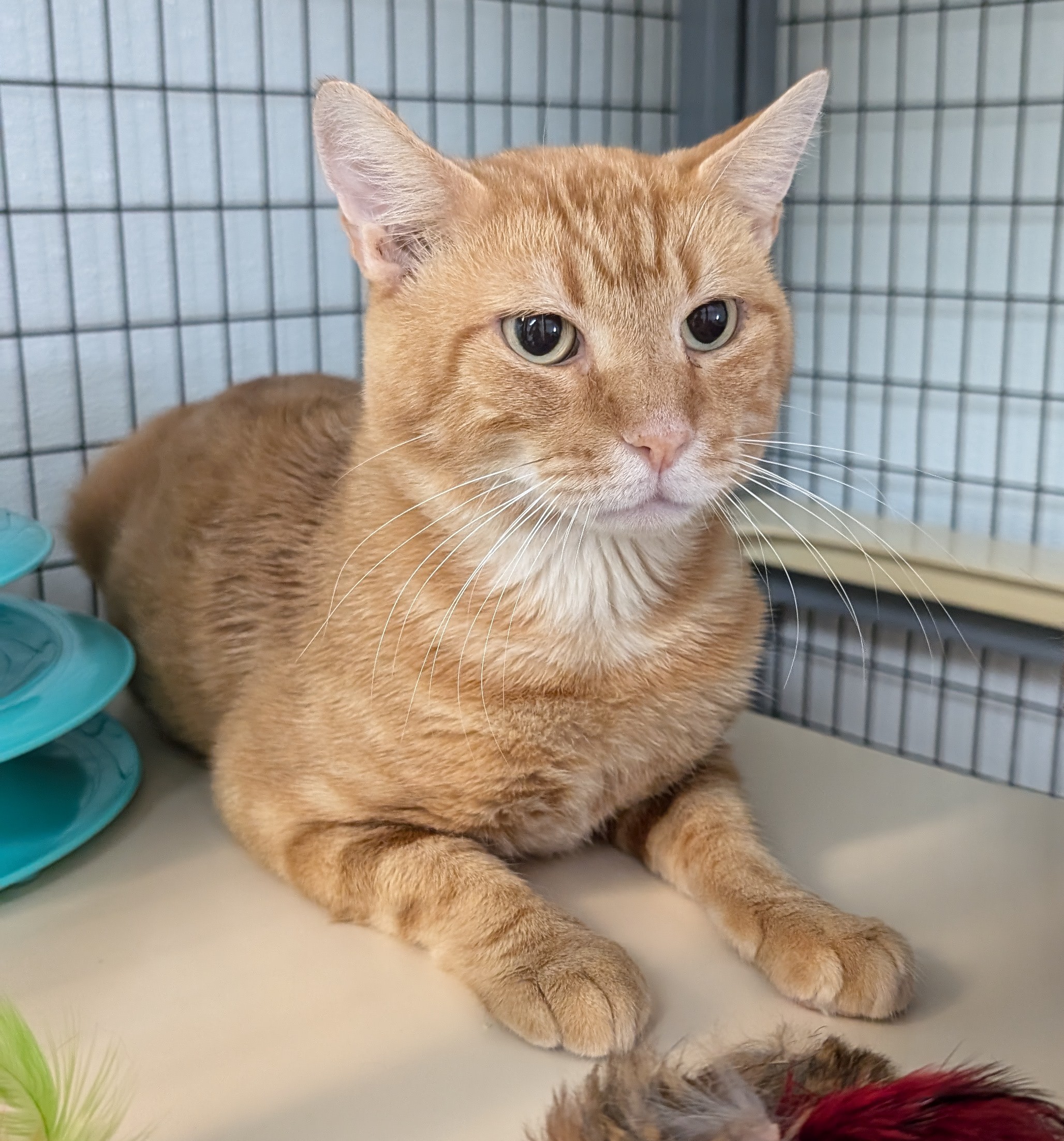 Atlantis, an adopted Domestic Short Hair in Kalamazoo, MI_image-1