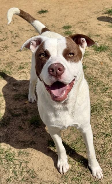 RORY, Adoptable, Adult Male Pit Bull Terrier & Mixed Breed.