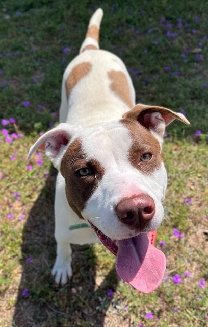 RORY, Adoptable, Adult Male Pit Bull Terrier & Mixed Breed.