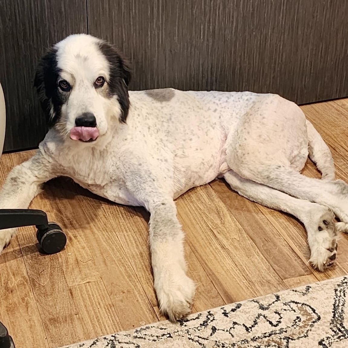 Enlarge Gunner, a ADOPTABLE mixed breed in Thompson's Station, TN image 2/2