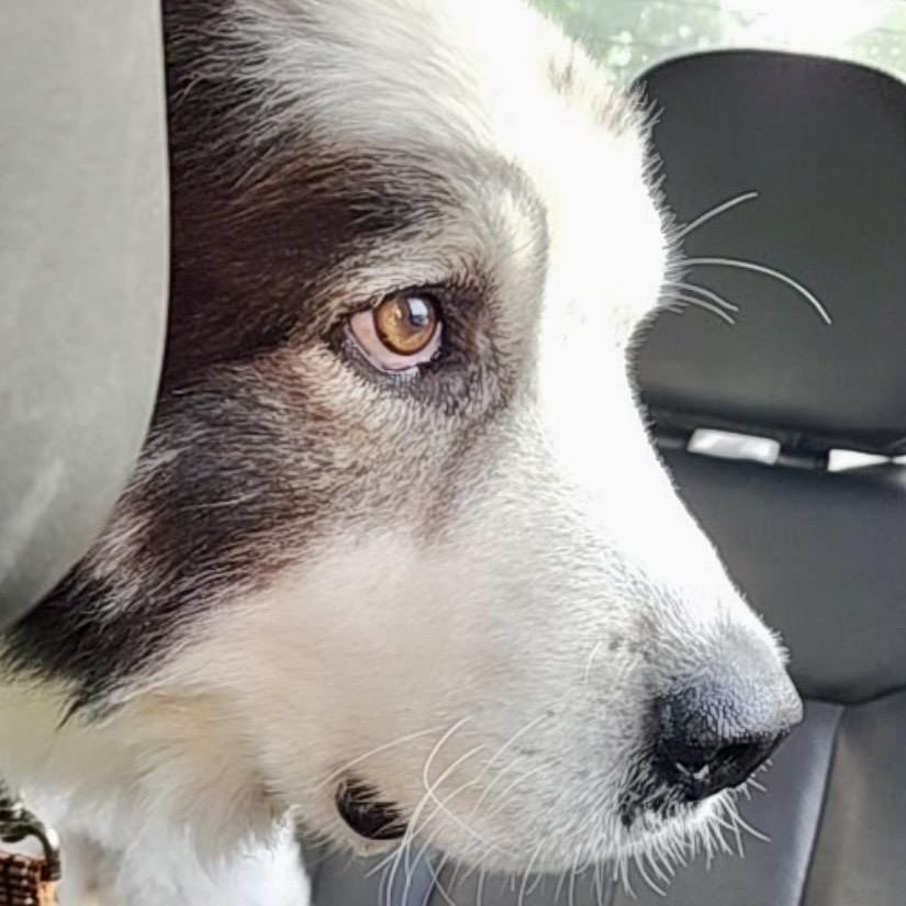 Gunner, ADOPTABLE, Senior Male Great Pyrenees.