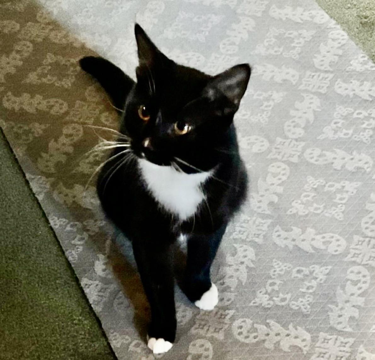 Enlarge Daschiel, an adopted Domestic Short Hair in Camarillo, CA image 4/4