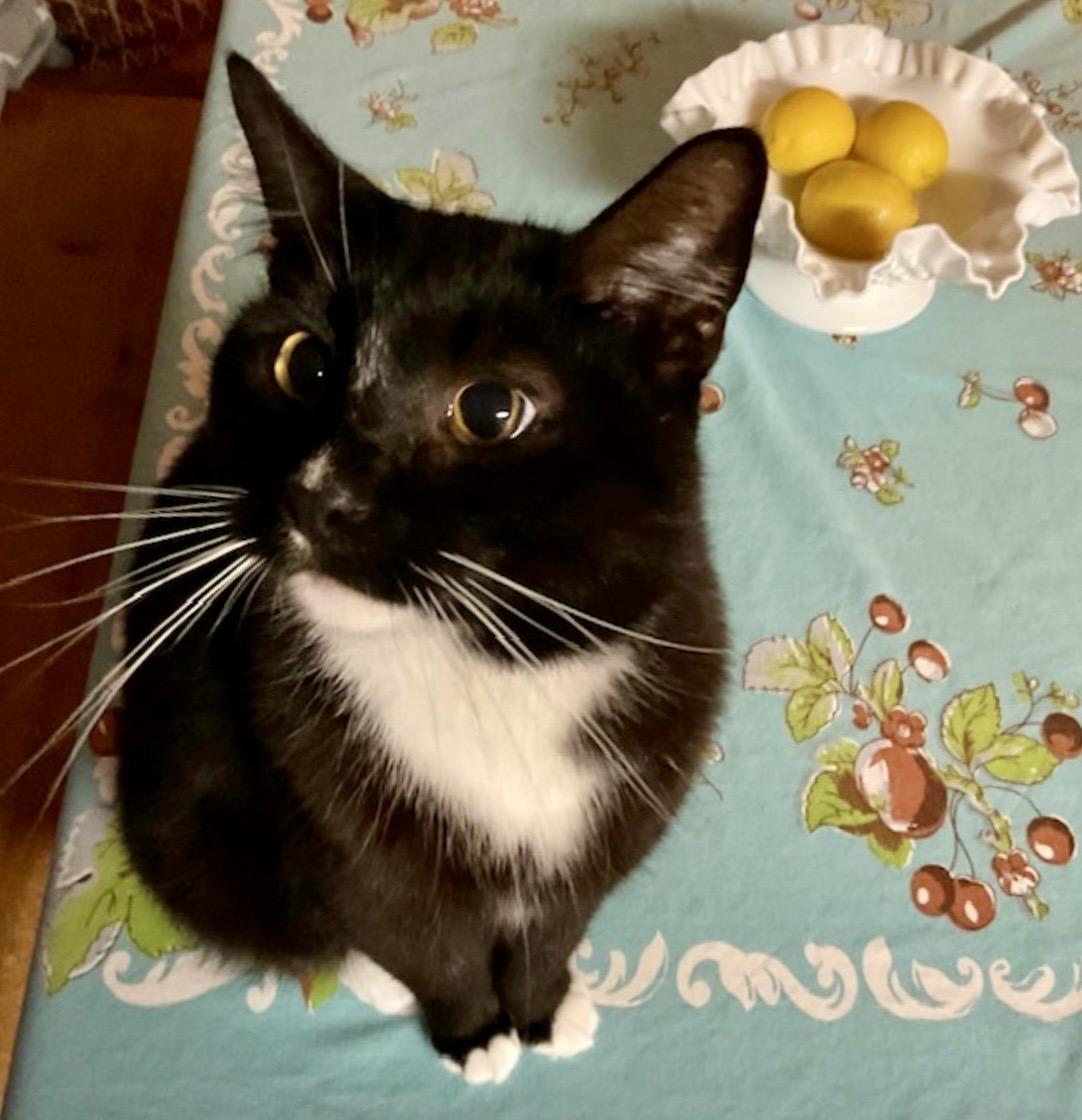 Daschiel, adopted, Adult Male Domestic Short Hair.