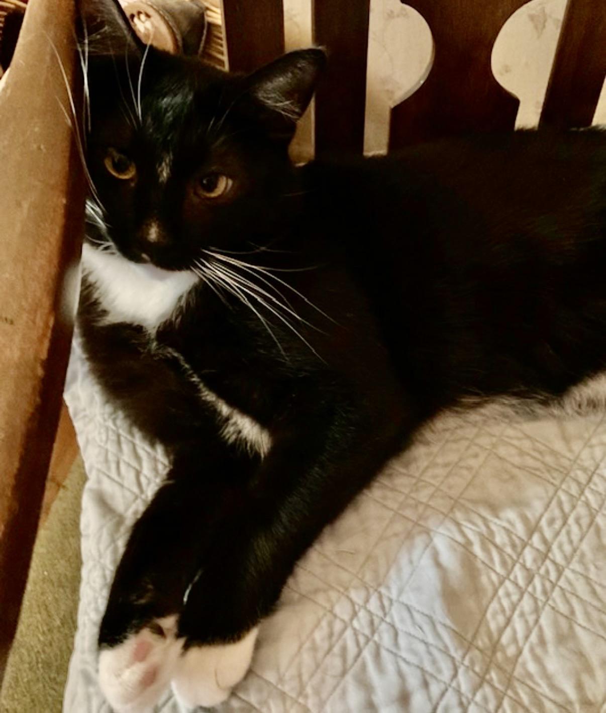 Enlarge Daschiel, an adopted Domestic Short Hair in Camarillo, CA image 2/4