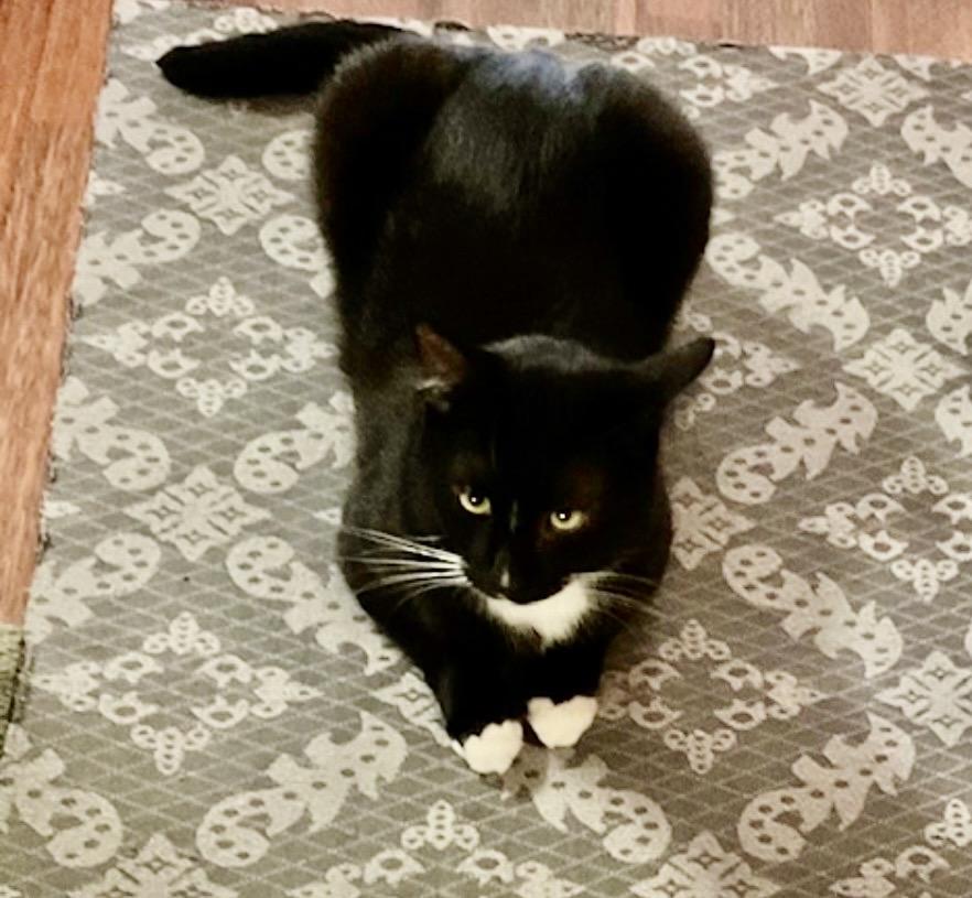 Enlarge Daschiel, an adopted Domestic Short Hair in Camarillo, CA image 3/4