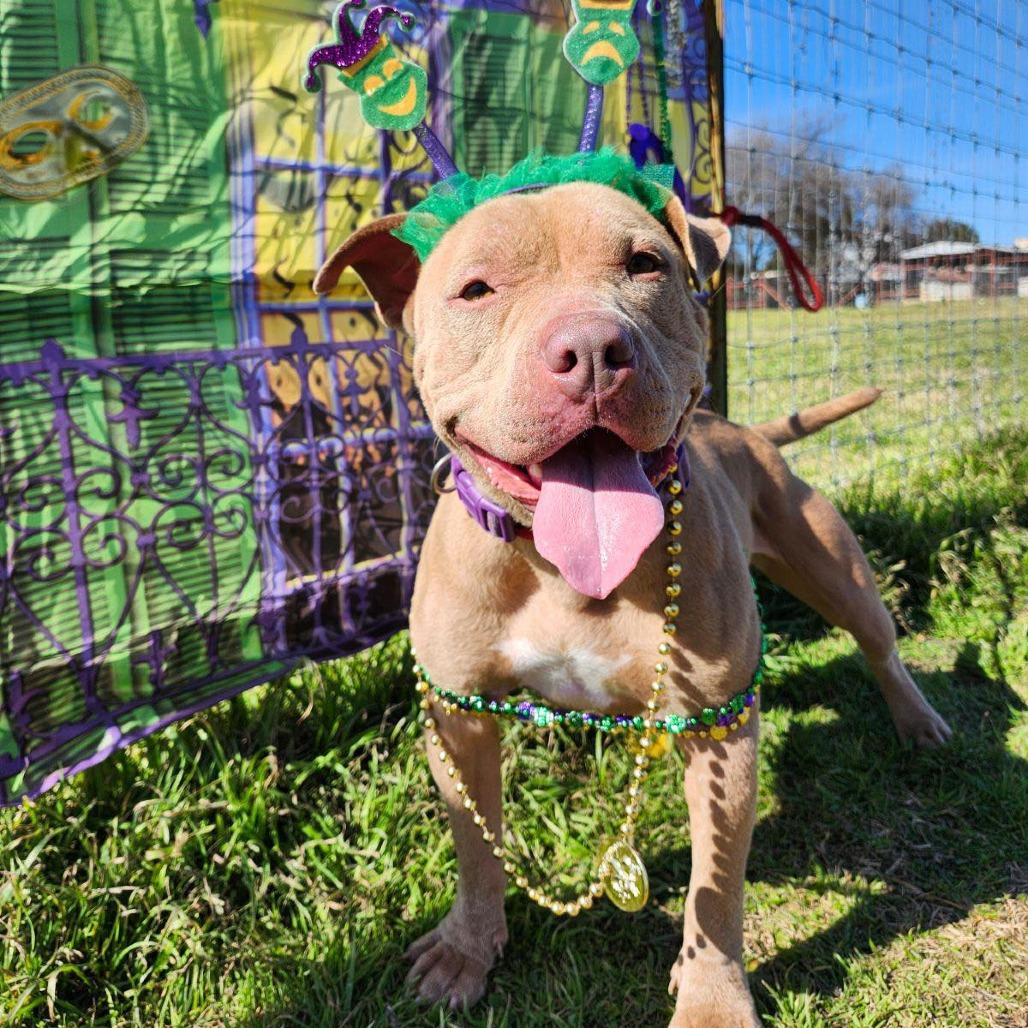 Enlarge Sugar Bear, a Adoptable Pit Bull Terrier in Chaska, MN image 3/6
