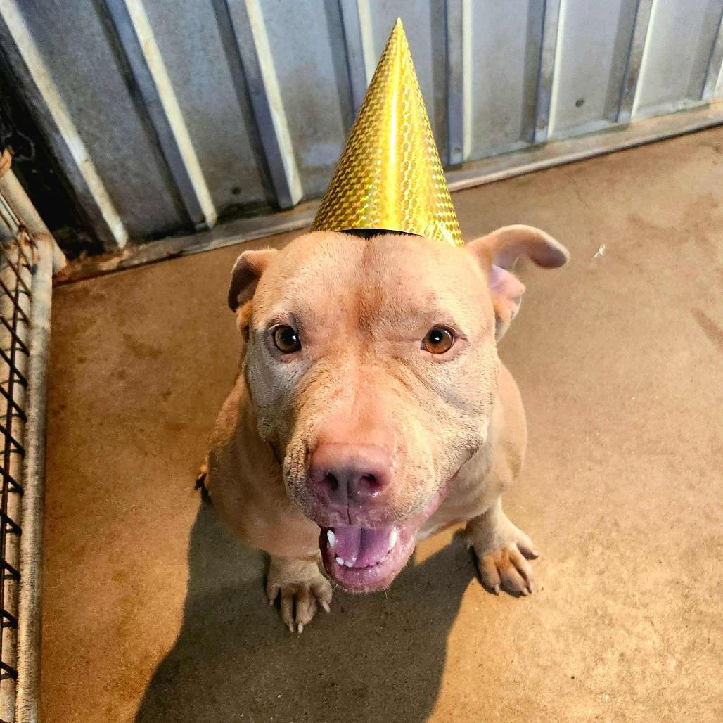 Enlarge Sugar Bear, a Adoptable Pit Bull Terrier in Chaska, MN image 6/6