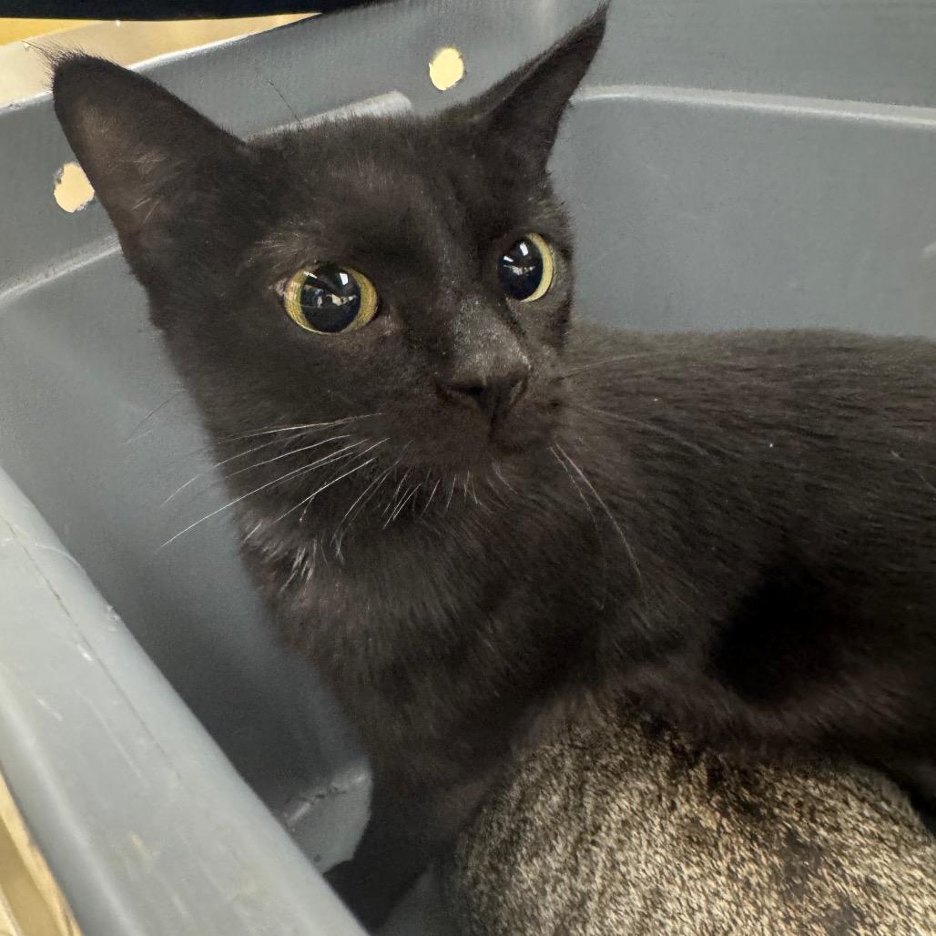 Enlarge Raven, a Adoptable Domestic Short Hair in Winston-Salem, NC image 2/2