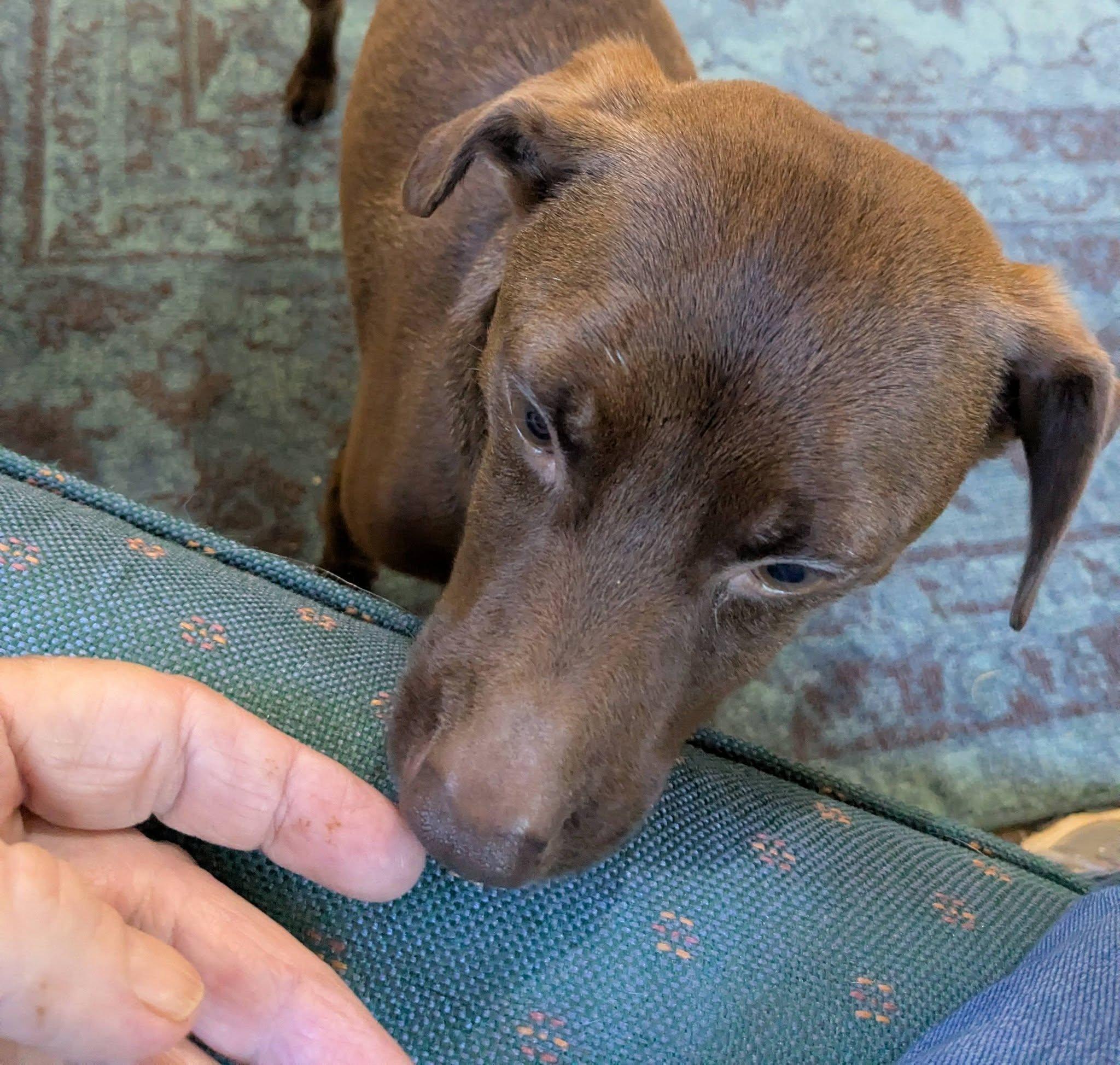 Soy Sauce Rickles, a ADOPTABLE mixed breed in Greenville, SC image 4/4