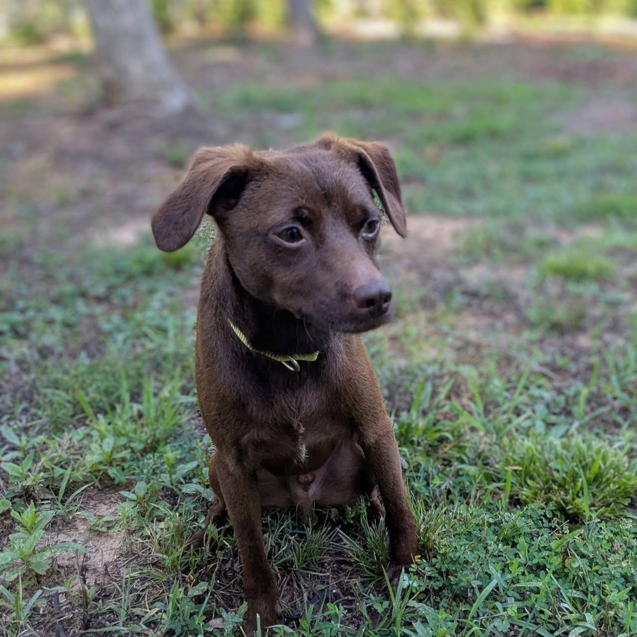 Soy Sauce Rickles, a ADOPTABLE mixed breed in Greenville, SC image 1/4