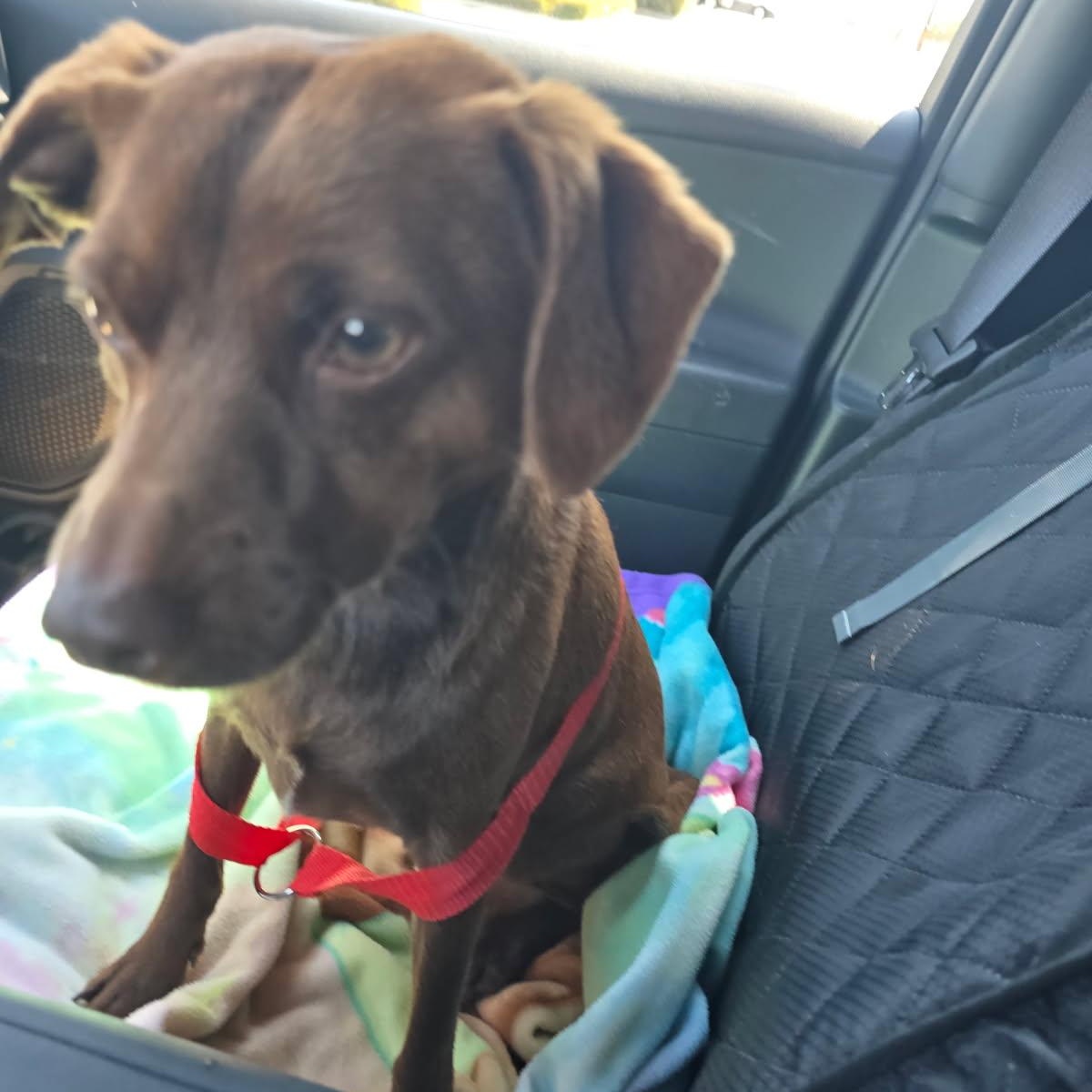 Soy Sauce Rickles, a ADOPTABLE mixed breed in Greenville, SC image 3/4