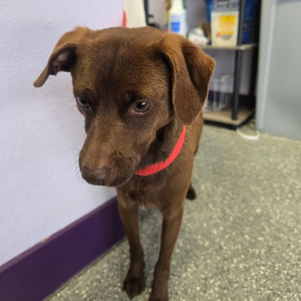 Soy Sauce Rickles, a ADOPTABLE mixed breed in Greenville, SC image 2/4