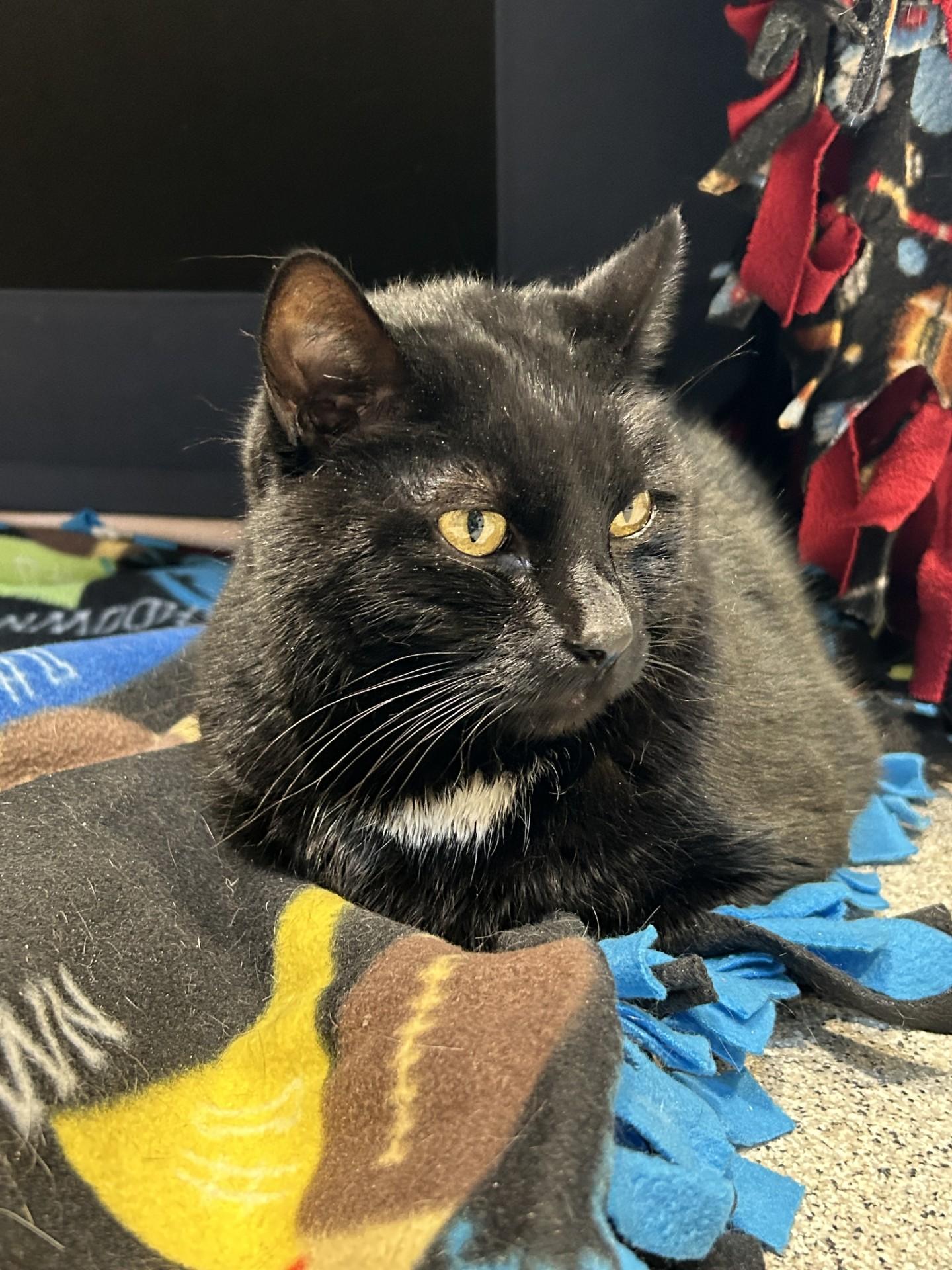 Cole, Adoptable, Adult Male Domestic Short Hair.