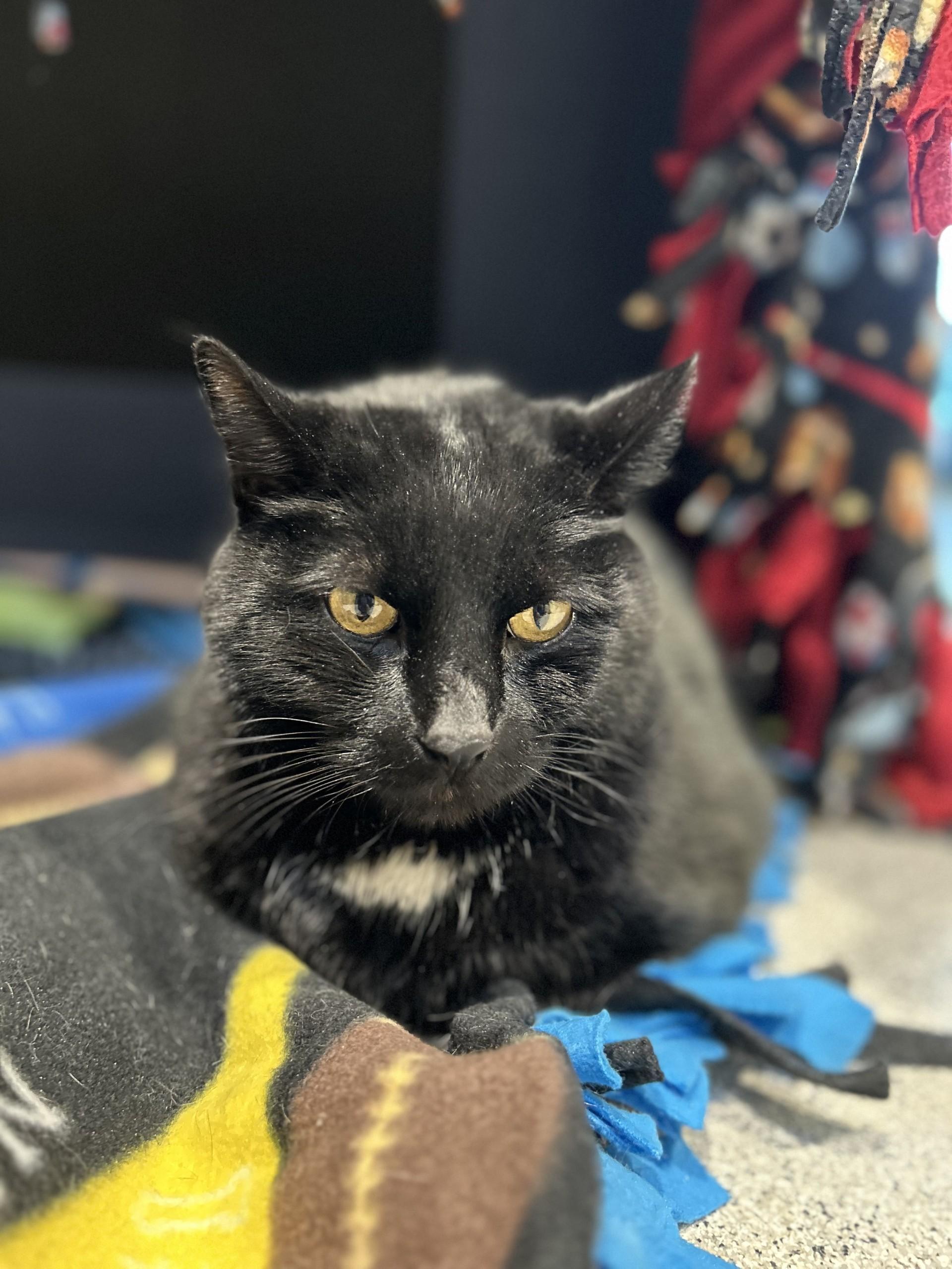 Cole, a Adoptable Domestic Short Hair in Hamilton, MT image 2/2