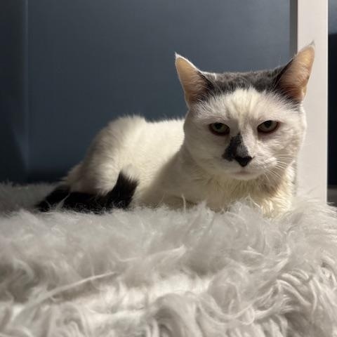 Enlarge Money - Declawed!, an adoptable mixed breed in Holland, MI image 1/5