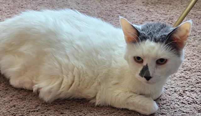 Enlarge Money - Declawed!, an adoptable mixed breed in Holland, MI image 5/5