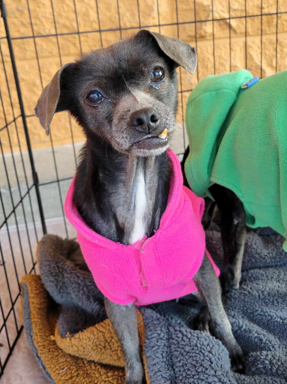 Luna, a Adoptable Chihuahua in modesto, CA image 2/2