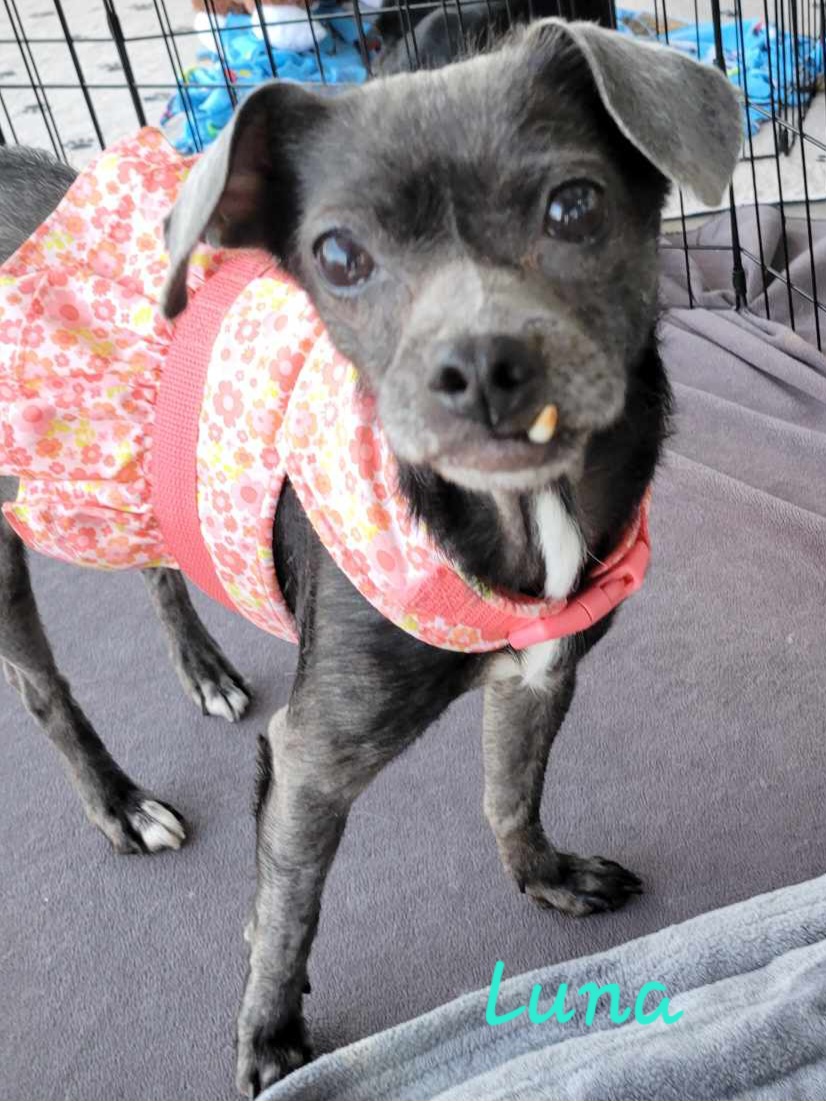 Luna, a Adoptable Chihuahua in modesto, CA image 1/2