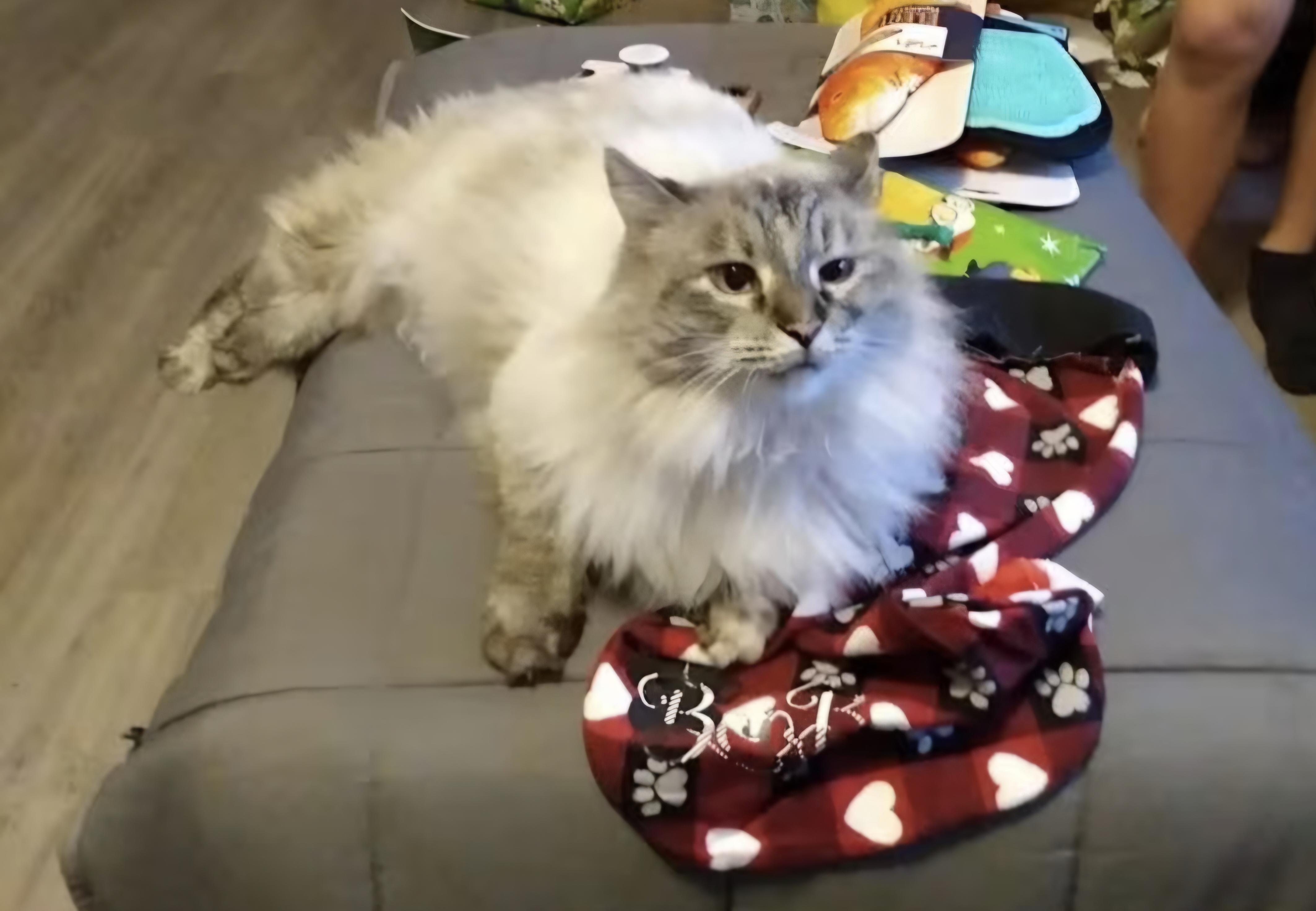 Boo Boo Kitty, Adopted, Senior Female Balinese & Ragdoll.