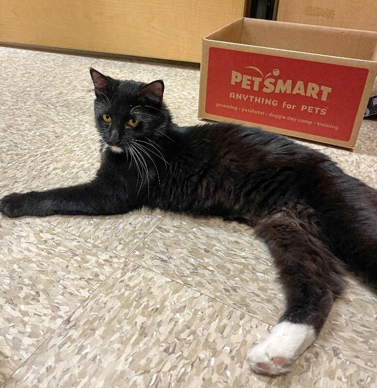 Pippin, Adoptable, Adult Female Domestic Medium Hair.