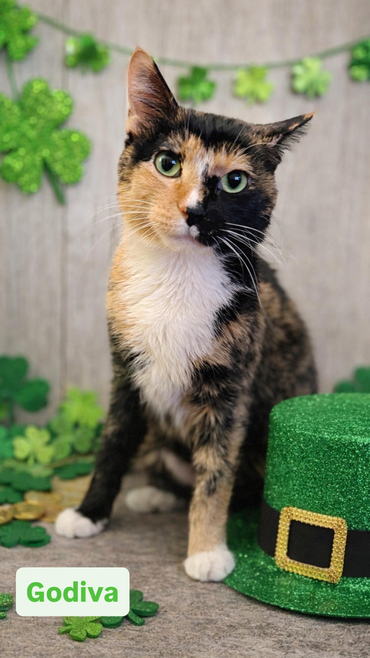 Godiva, a ADOPTABLE Calico in Crown Point, IN image 1/3