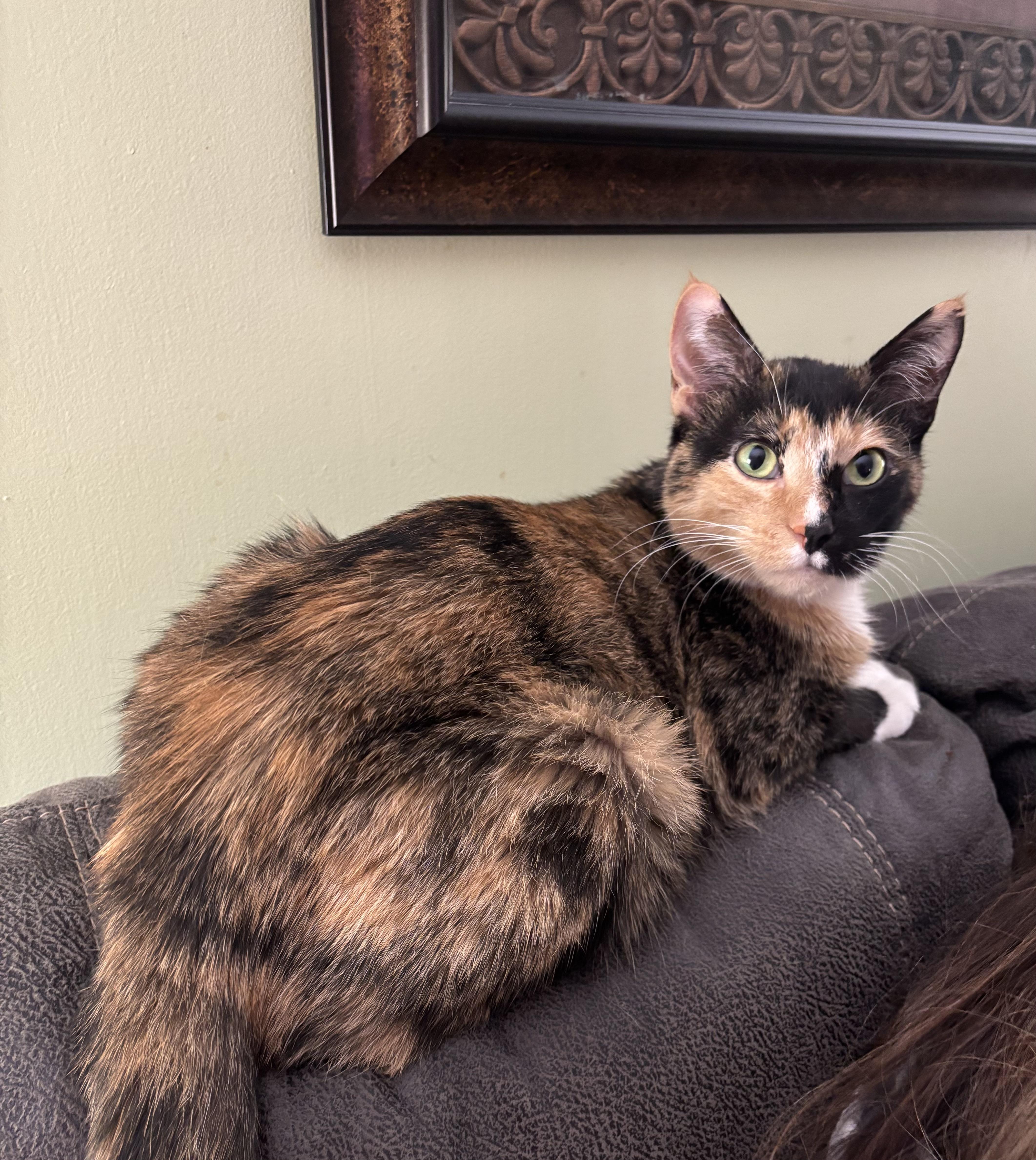 Godiva, a ADOPTABLE Calico in Crown Point, IN image 3/3