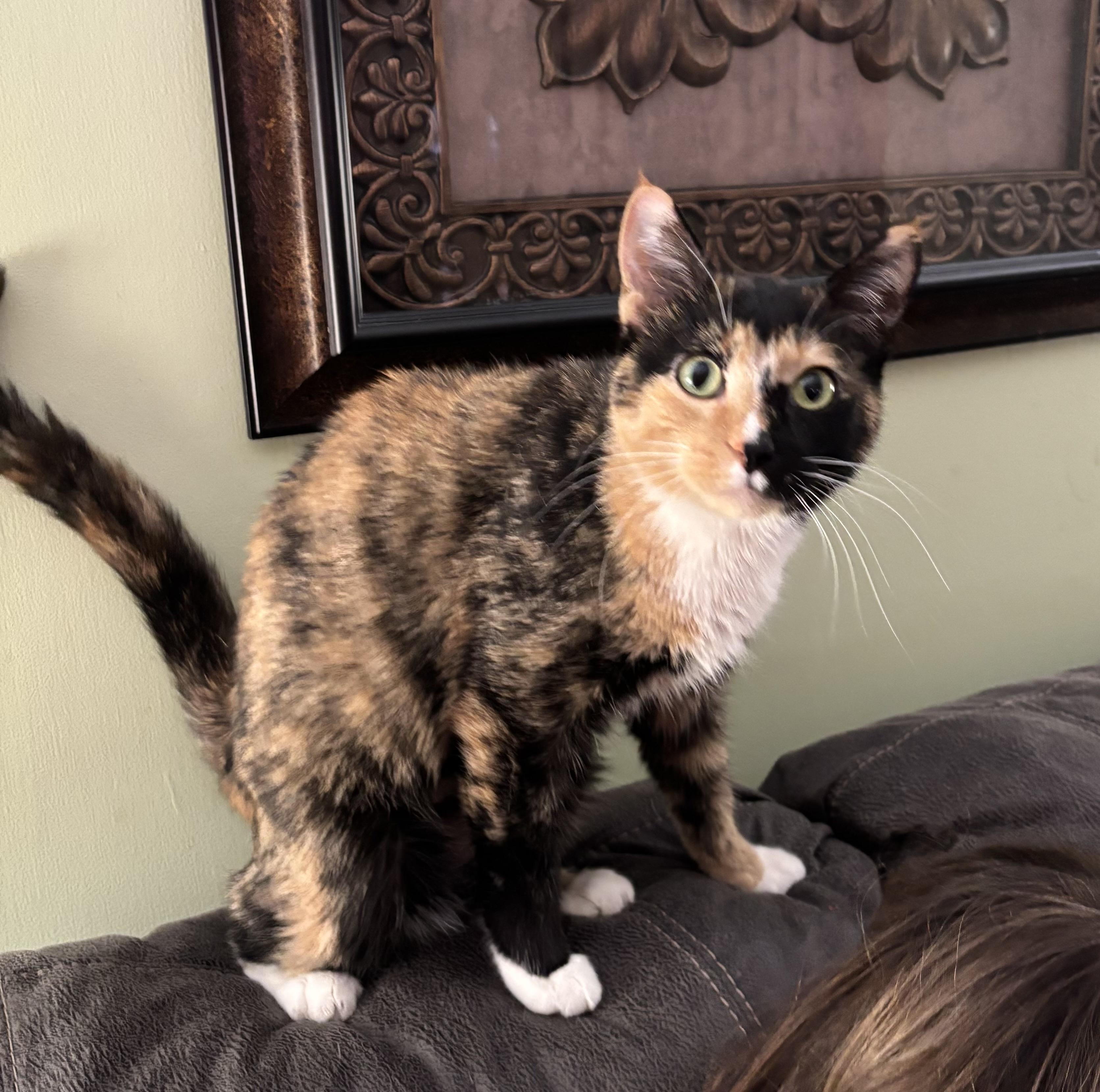 Godiva, a ADOPTABLE Calico in Crown Point, IN image 2/3