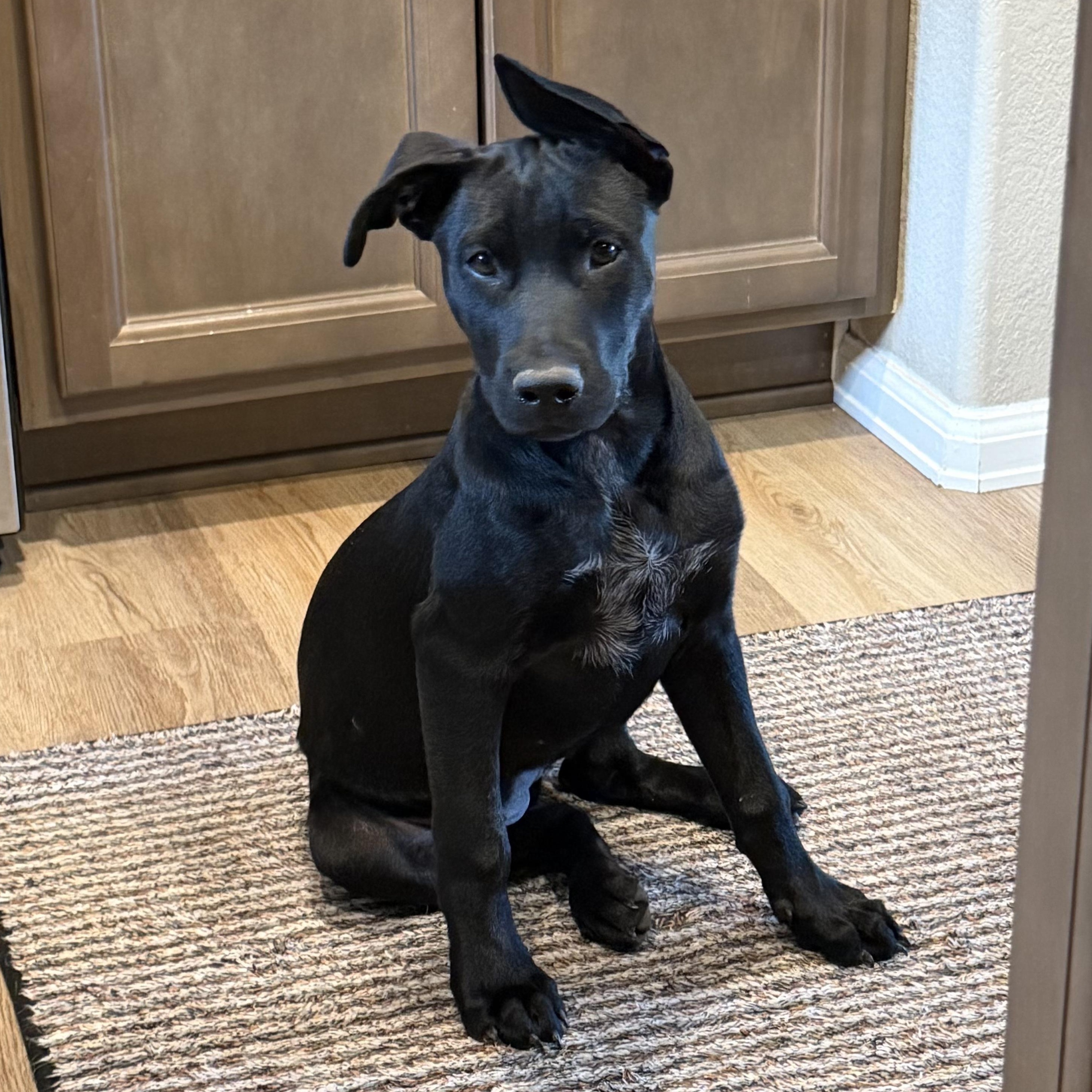 Margarita, ADOPTABLE, Puppy Female Black Labrador Retriever.