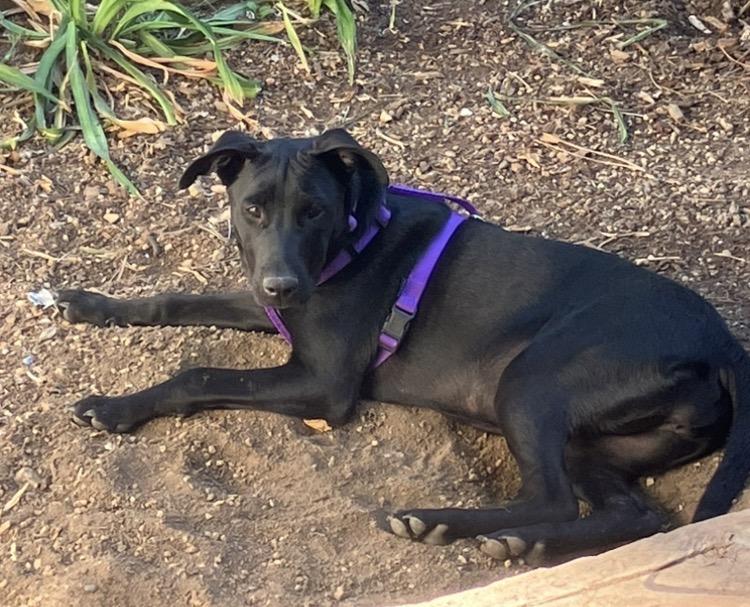 Margarita, a ADOPTABLE mixed breed in Littleton, CO image 2/5