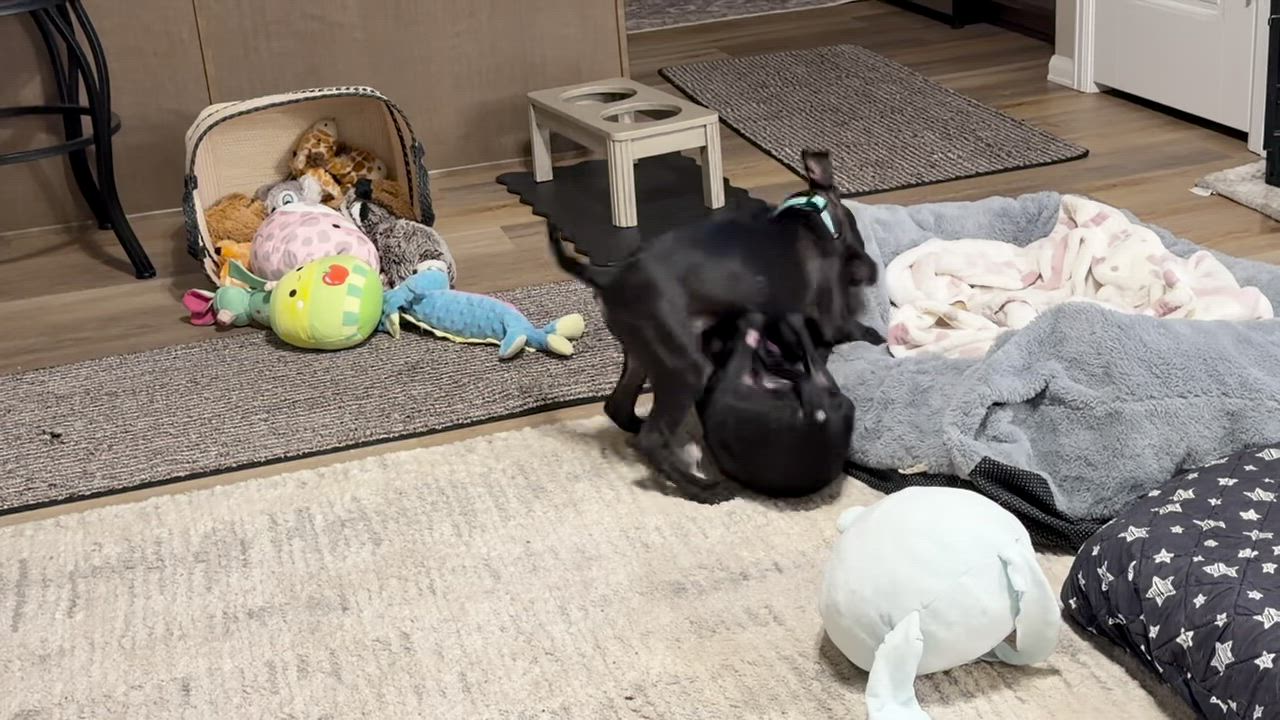 Enlarge Margarita, a ADOPTABLE mixed breed in Littleton, CO video 4/4