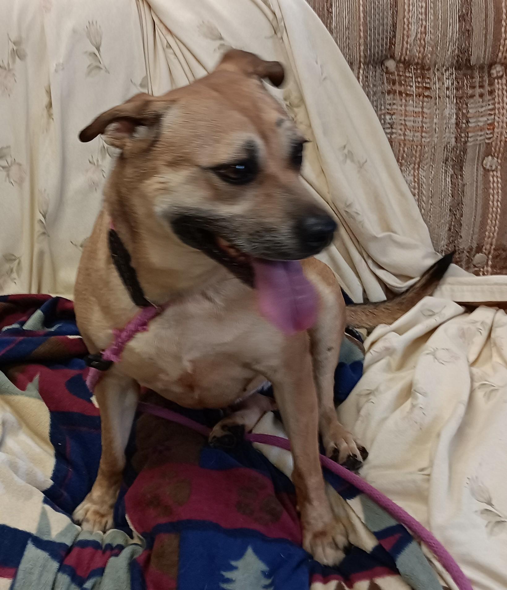 Jessie, a Adoptable mixed breed image 1/4