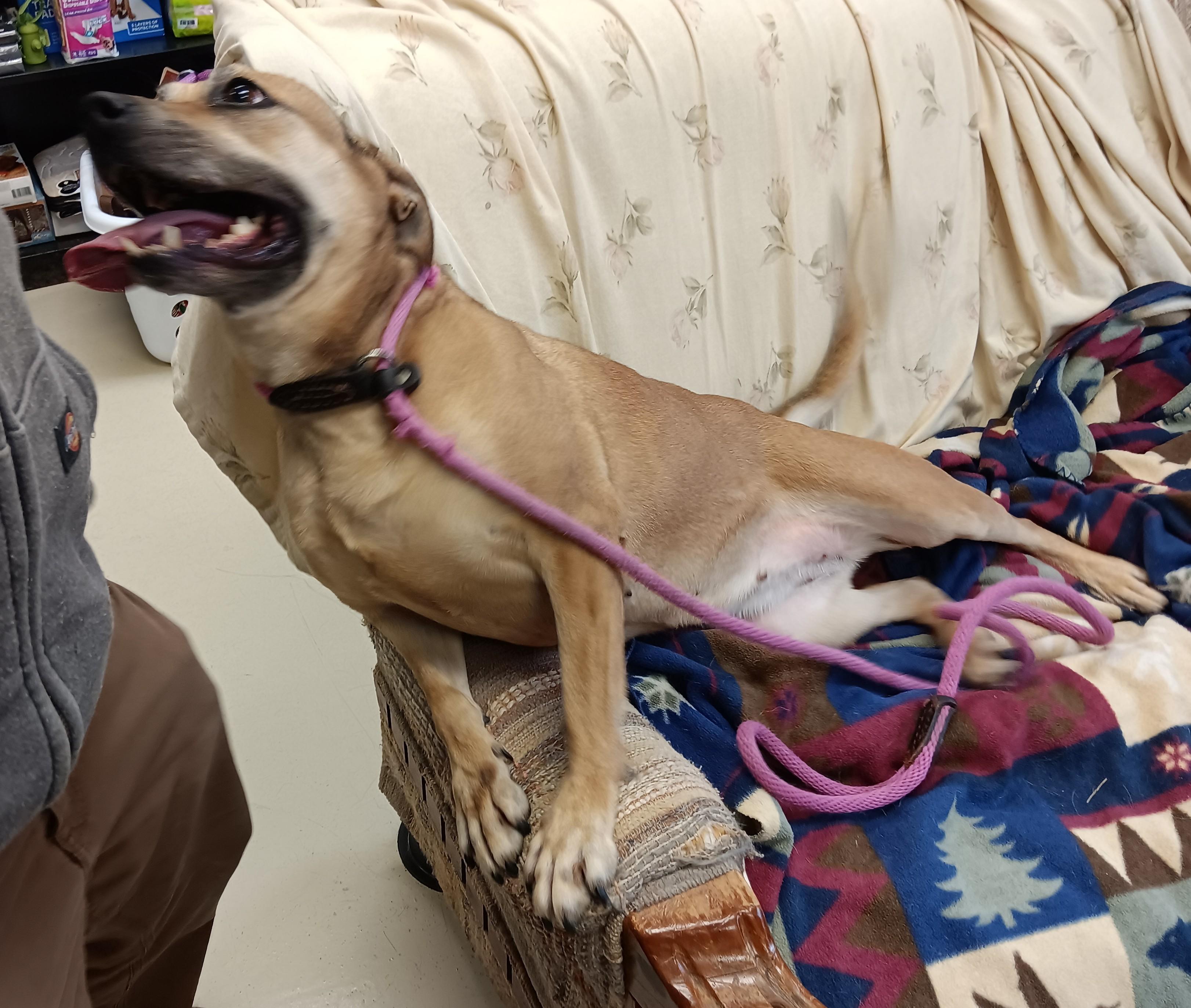 Jessie, a Adoptable mixed breed image 2/4