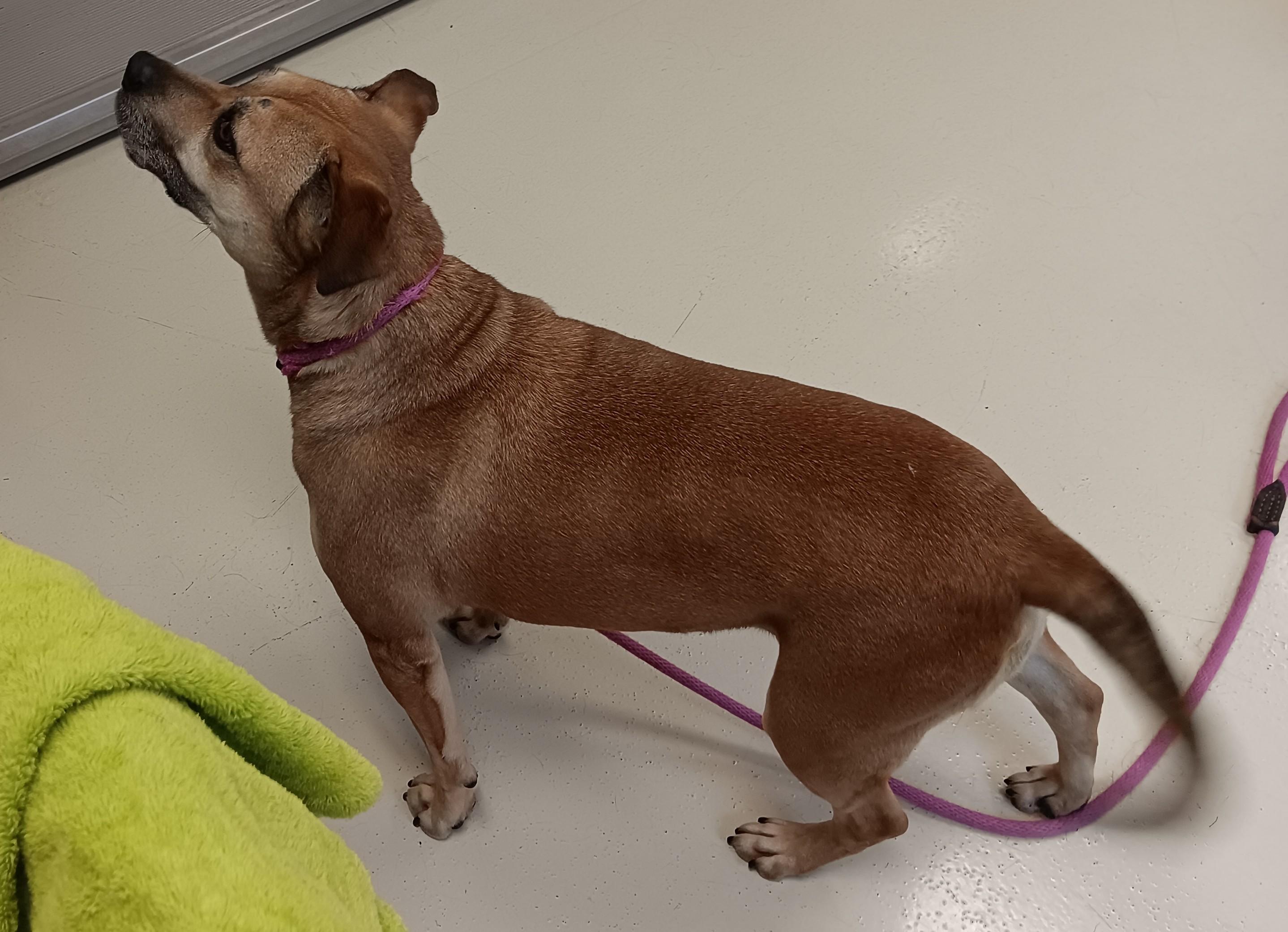 Jessie, a Adoptable mixed breed image 3/4