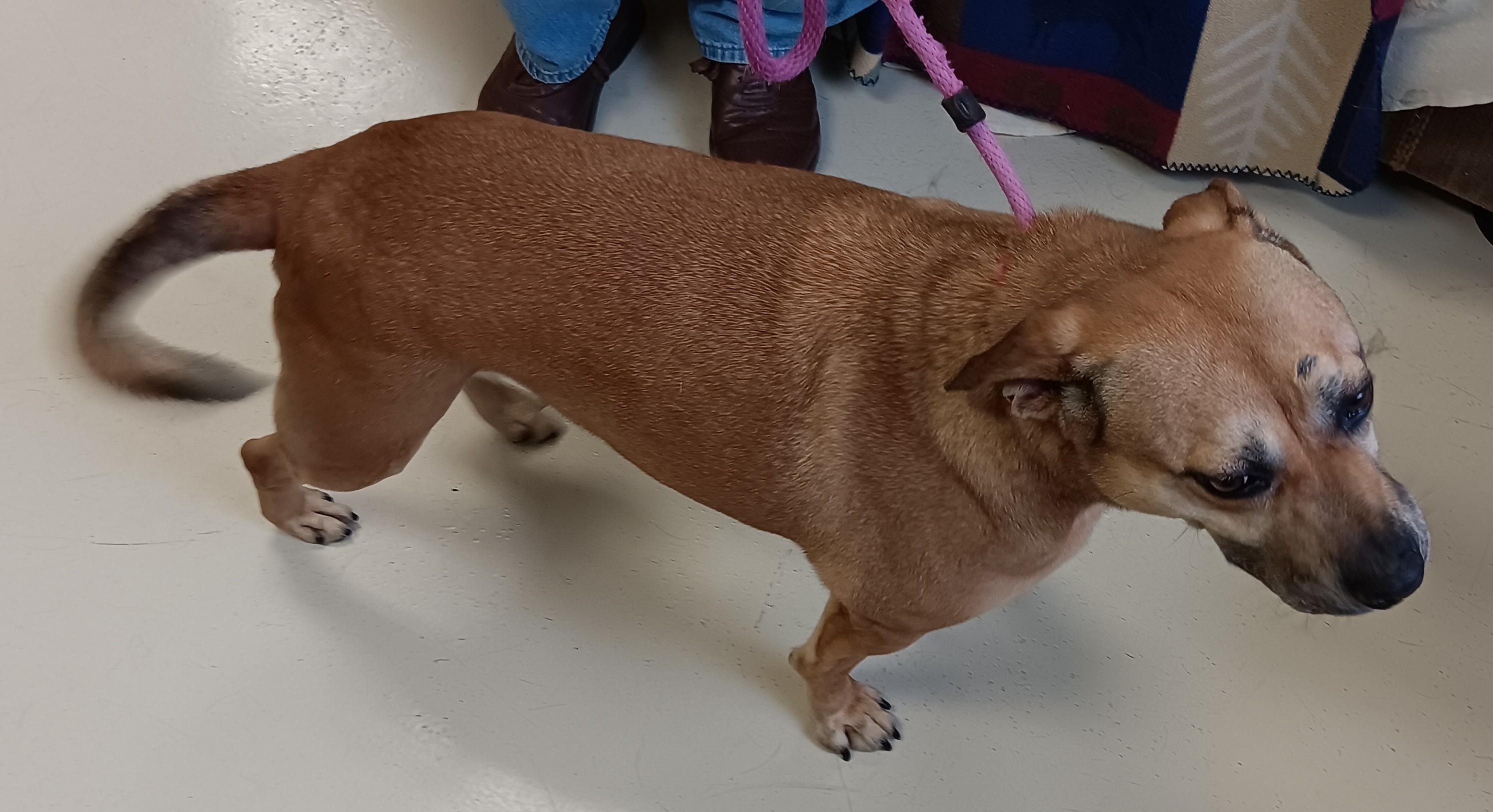 Jessie, a Adoptable mixed breed image 4/4