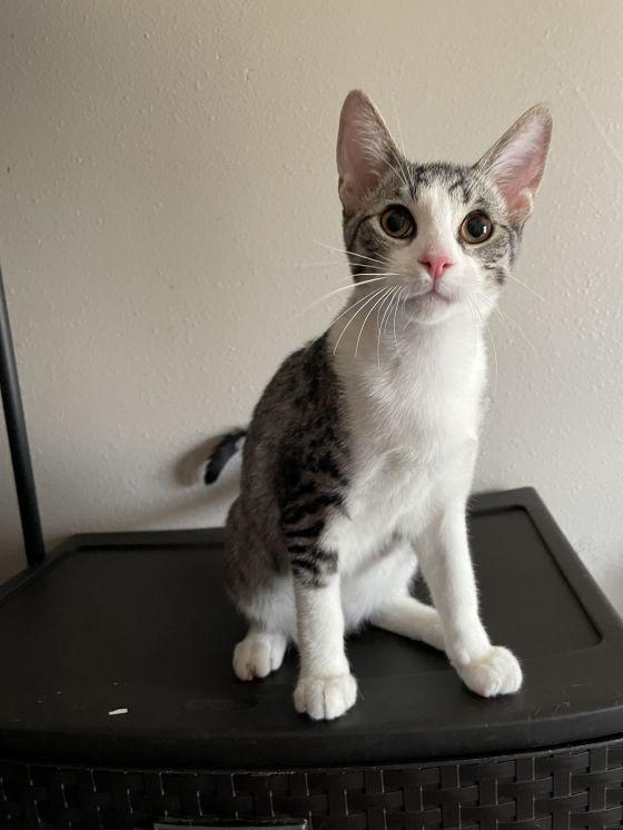 Capricorn, Adopted, Adult Male Oriental Short Hair.