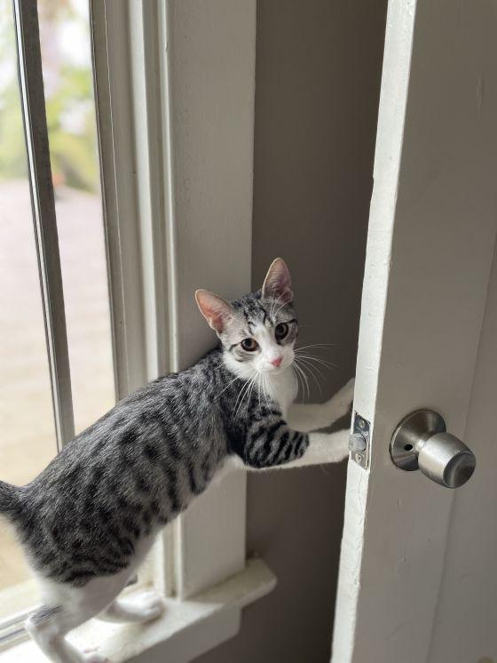 Enlarge Capricorn, a Adopted Oriental Short Hair in Long Beach, CA image 2/4