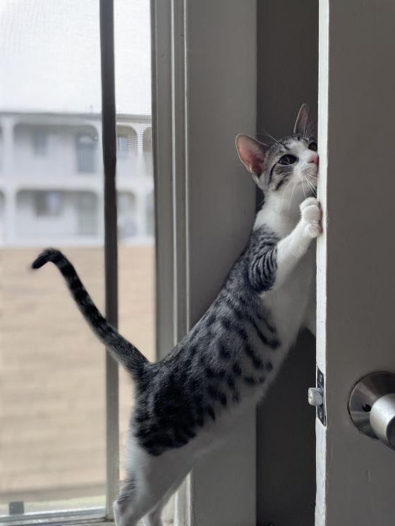 Enlarge Capricorn, a Adopted Oriental Short Hair in Long Beach, CA image 3/4