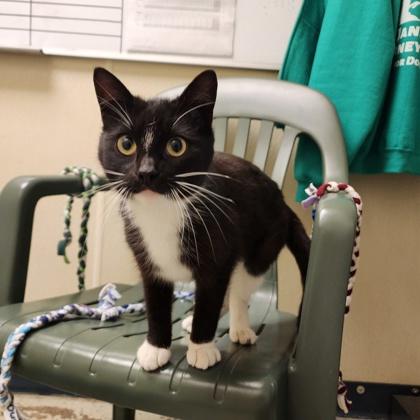 Tippy, a Adoptable mixed breed in Baraboo, WI image 1/3