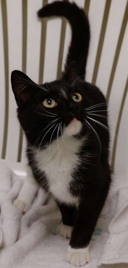 Enlarge Tippy, a Adoptable mixed breed in Baraboo, WI image 2/3