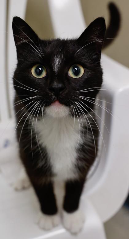 Enlarge Tippy, a Adoptable mixed breed in Baraboo, WI image 3/3