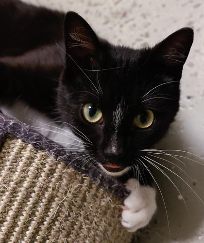 Tippy, a Adoptable mixed breed in Baraboo, WI image 3/3