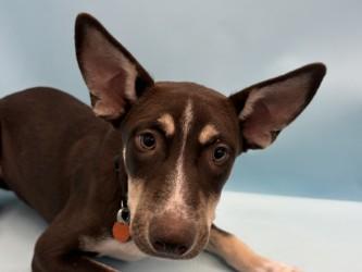 Olive, Adoptable, Puppy Female Australian Kelpie & Mixed Breed.