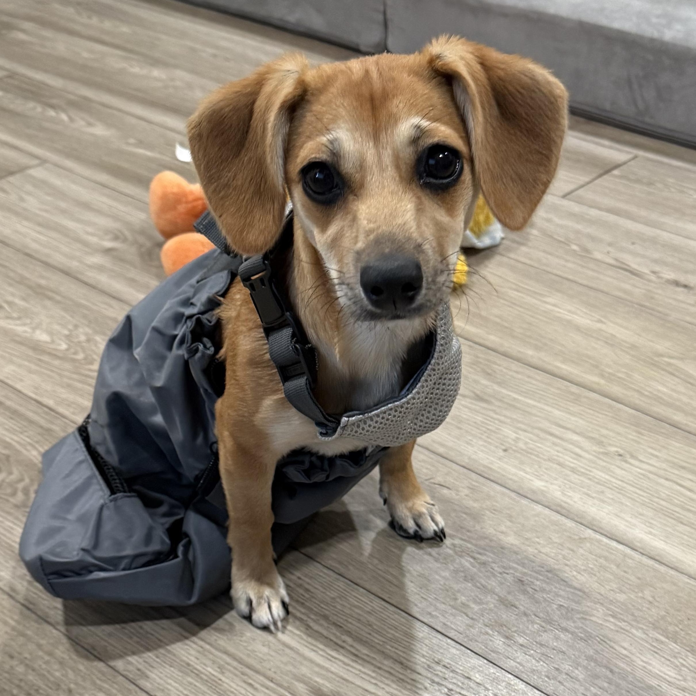 Jazzy, Adoptable, Puppy Female Miniature Dachshund & Chihuahua.