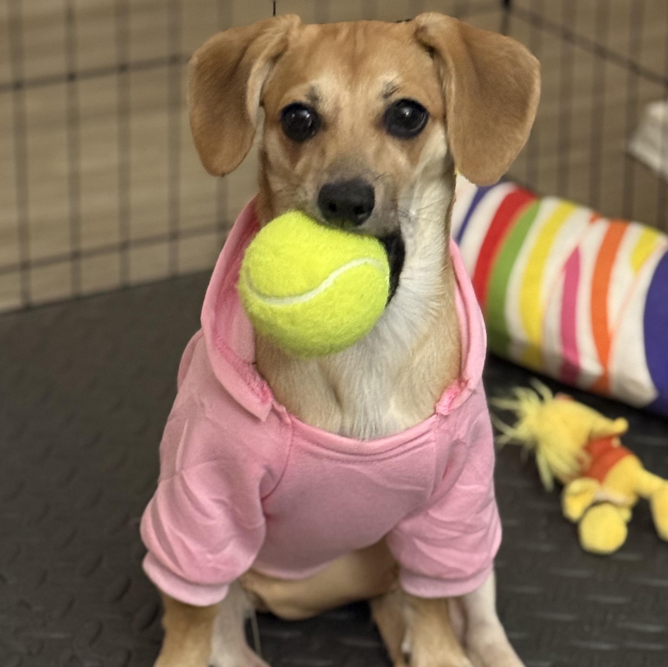 Jazzy, a Adoptable mixed breed in Los Angeles, CA image 3/5