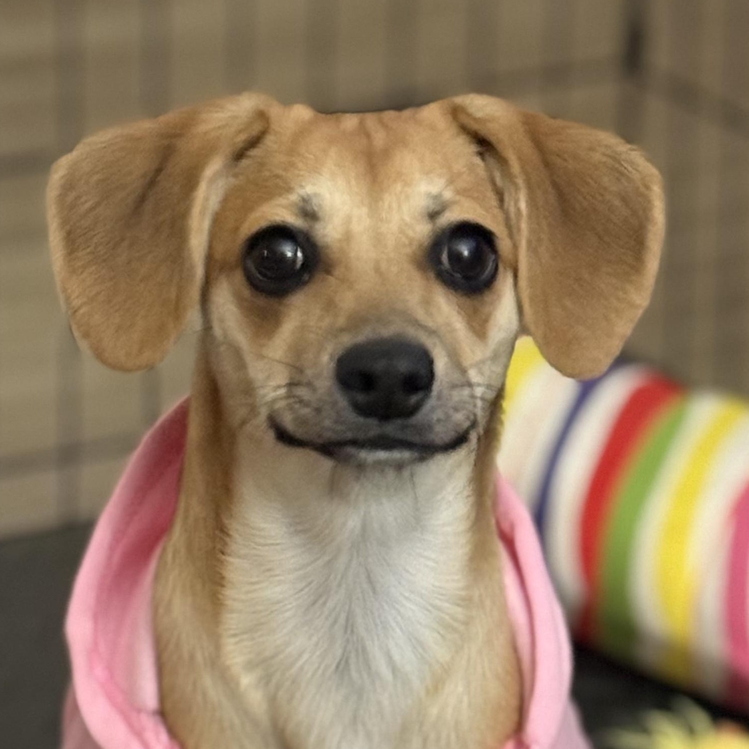 Jazzy, a Adoptable mixed breed in Los Angeles, CA image 2/5